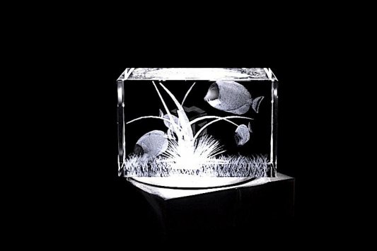 Doktorfisch | 3D Motiv Glasinnengravur