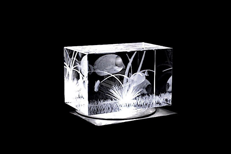 Doktorfisch | 3D Motiv Glasinnengravur