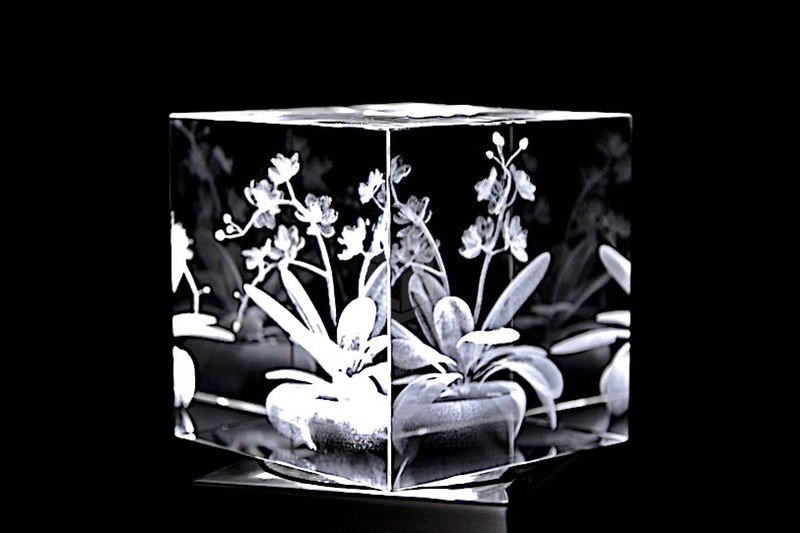 Orchidee | 3D Motiv Glasinnengravur