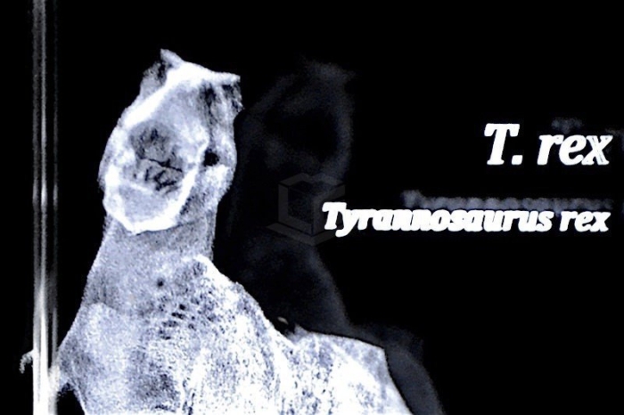 T. Rex / Tyrannosaurus rex | 3D Motiv Glasinnengravur