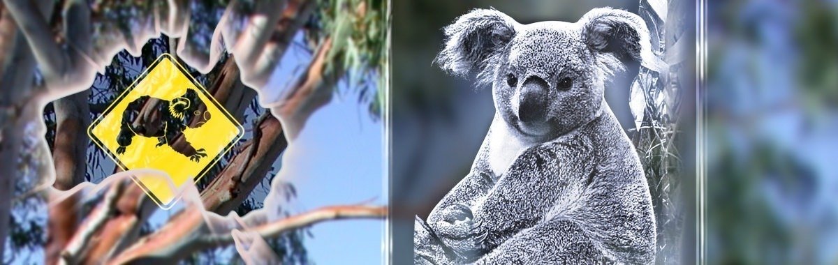 Koala – Australien / Tiere | 3D Motiv Glasinnengravur Koala - Australien / Tiere | 3D Motiv Glasinnengravur